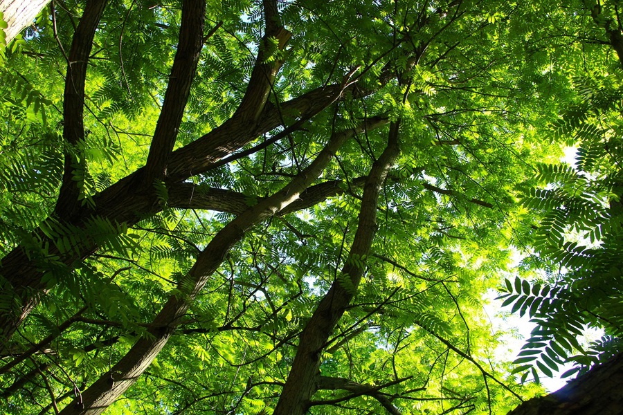 Nadleśnictwo Kolumna planuje powiększanie zasobów leśnych. Zapraszamy do składania ofert!