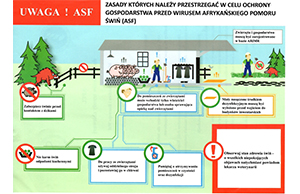 Afrykański pomór świń (ASF)!